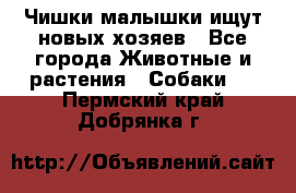   Чишки-малышки ищут новых хозяев - Все города Животные и растения » Собаки   . Пермский край,Добрянка г.